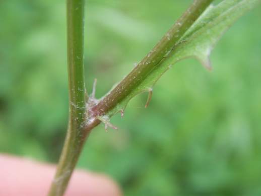 Crepis leontodontoides / Radicchiella italica